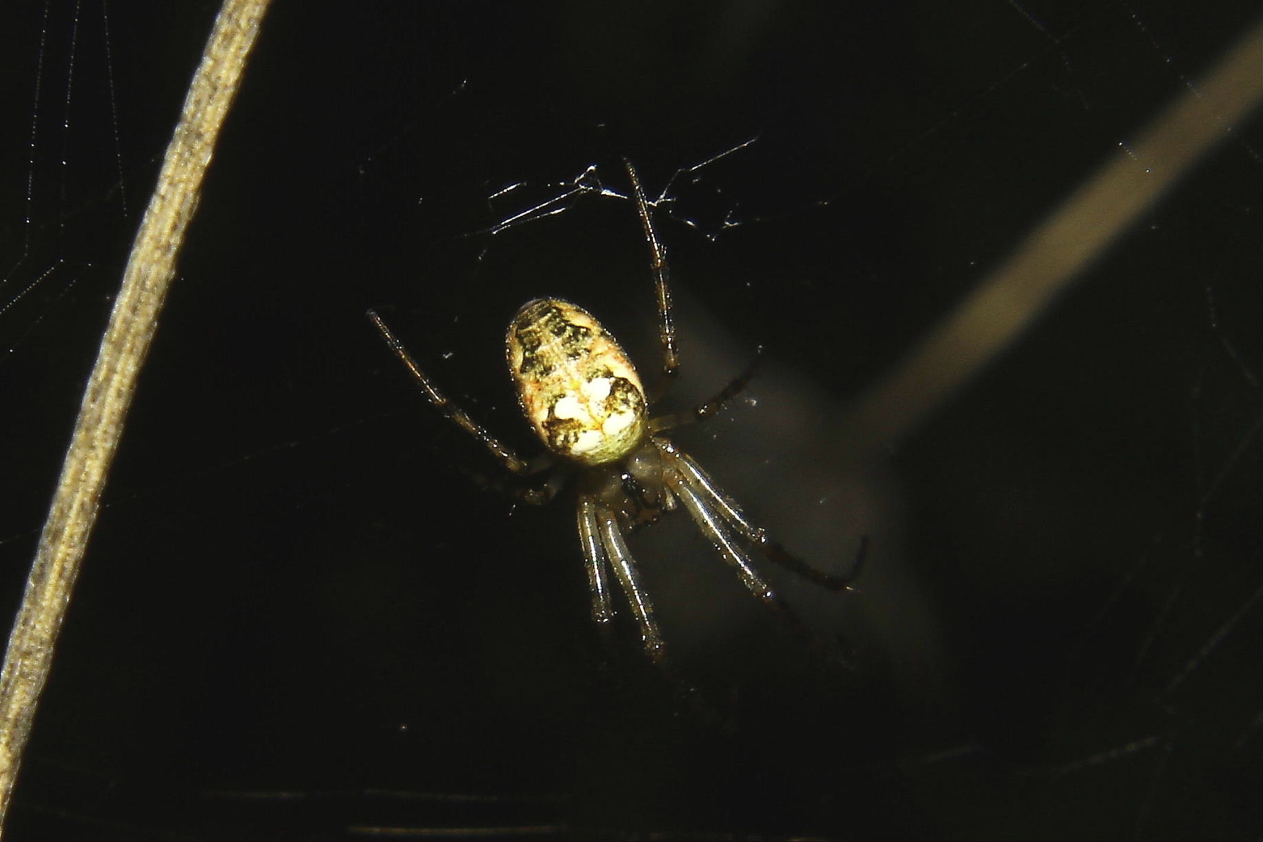 Metellina sp. - Nervi (GE)